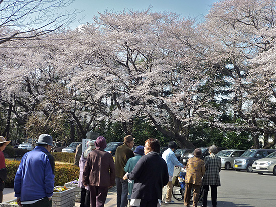 お花見